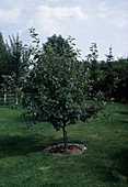 Apple 'Idared', whole tree