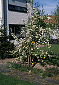 Blühender Birnenbaum am Spalier