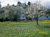 Fruit meadow