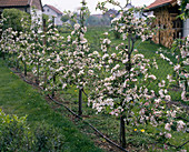 Apple spindle bushes as a trellis