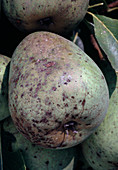 Pear scab