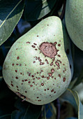 Pear scab at the fruit