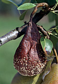 Monilia-Fruchtfäule an Birne