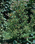 Stachelbeere Rot 'Maiherzog'