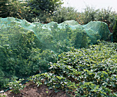 Obstgarten mit Ribes ( Johannisbeeren ) unter Vogelschutznetz, Fragaria ( Erdbeeren )