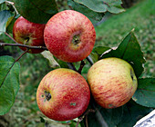 Gewürzluikenapfel