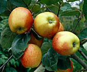 Apfel 'Gala'