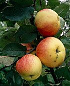 Apfel