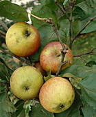 Apple 'Laxtons Superb', fruit