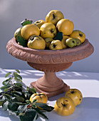 Bowl with quinces