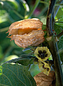 Physalis edulis (Andenbeere), Blüte und reife Fruchthülle