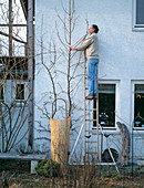 Spring pruning on espalier pear 'Delicious of Charneaux'