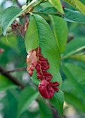 Kräuselkrankheit an Prunus persica / Pfirsich
