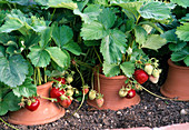 Fragaria (Erdbeeren), durch Terracotta-Ring bleiben Früchte sauber und faulen nicht