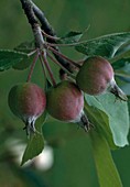 Malus (Apfel), kleine Früchte am Zweig