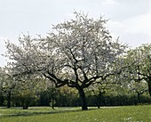 Blossoming apple tree