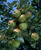 Apfel 'Ontario' Frucht