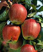 Apfel 'Gloster'