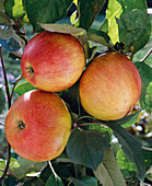 Apfel