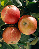 Apfel 'Cox Orange Renette'