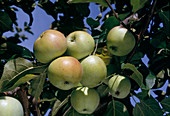 Apfel 'Nordhausen'