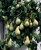 Pear 'Conference'