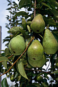 Williams Christ pear