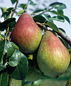 Pear 'Clapps darling'