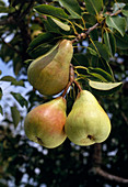 'Congress pear'