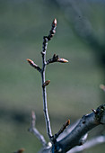 Birnenfruchtrute 10 - 25 cm Lang endet mit