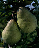 pear