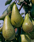 Pear 'Conference' syn. 'Conference Pear'