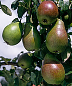 Pear 'Gute Luise'