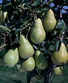 Autumn pear 'Jules Guyot'