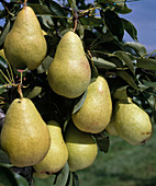 Pear 'Jules Guyot'