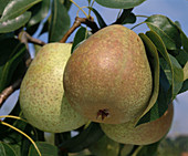 Double Philippine pear