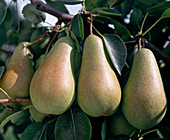 Pastoral pear