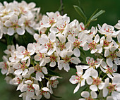 Pear blossom