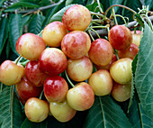 Sweet cherry 'Napoleon'