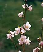 Pfirsichblüte