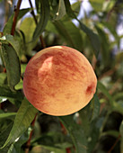 Peach 'Fairhaven'