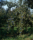 Lützelsacher early plum