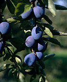 Lützelsachser early plum