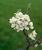 Plum blossom