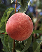 Peach 'Mamile Ross'