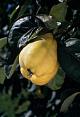 Pear quince