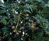 Rubus 'Thornless Evergreen' (Brombeere)