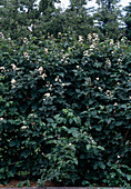 Flowering blackberry hedge