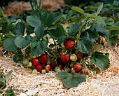 Reife und unreife Erdbeeren (Fragaria) auf Holzwolle