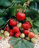 Ripe and unripe strawberries (Fragaria)